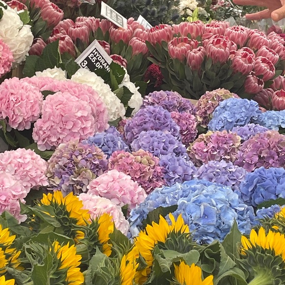 Meet your Posher, Lissy - Picture 9 of 12